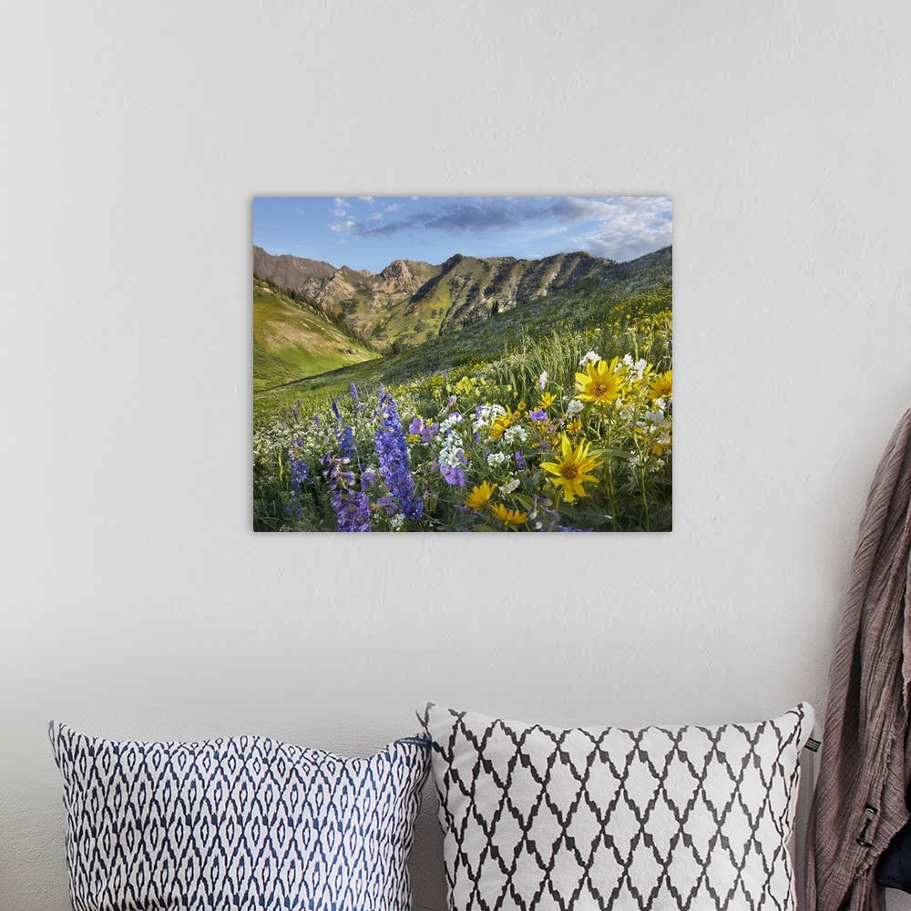 A bohemian room featuring Larkspur (Delphinium sp) and sunflowers, Albion Basin, Wasatch Range, Utah