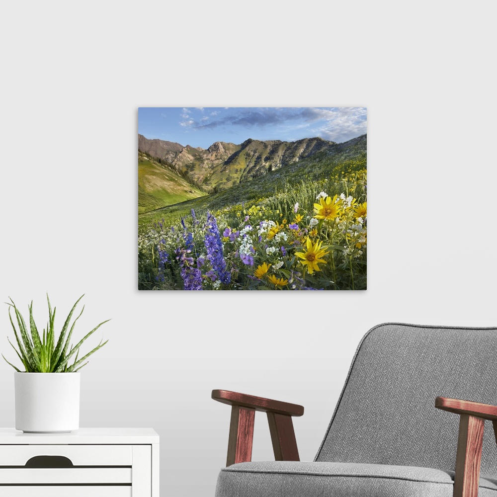 A modern room featuring Larkspur (Delphinium sp) and sunflowers, Albion Basin, Wasatch Range, Utah
