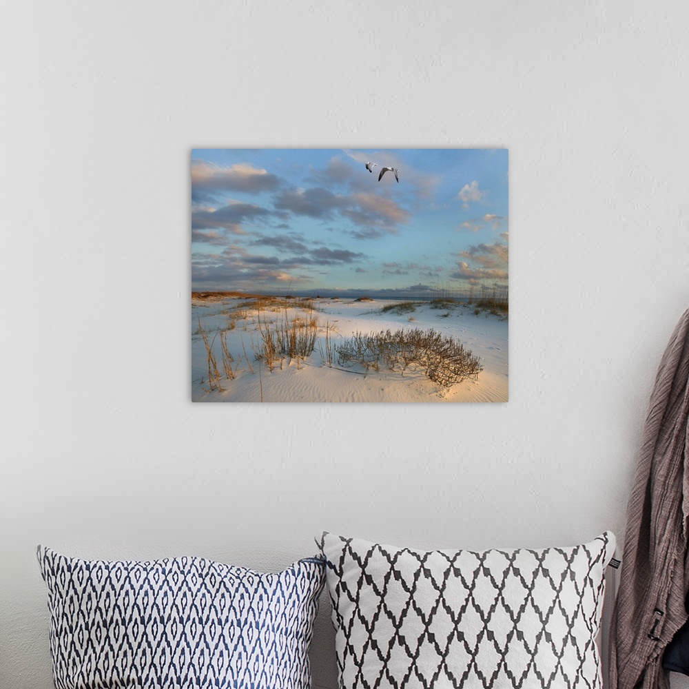A bohemian room featuring Laughing Gulls flying over coastal dunes, Gulf Islands National Seashore, Florida