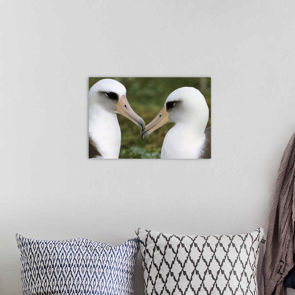 A bohemian room featuring Laysan Albatross (Diomedea immutabilis) pair bonding, Midway Atoll, Hawaii