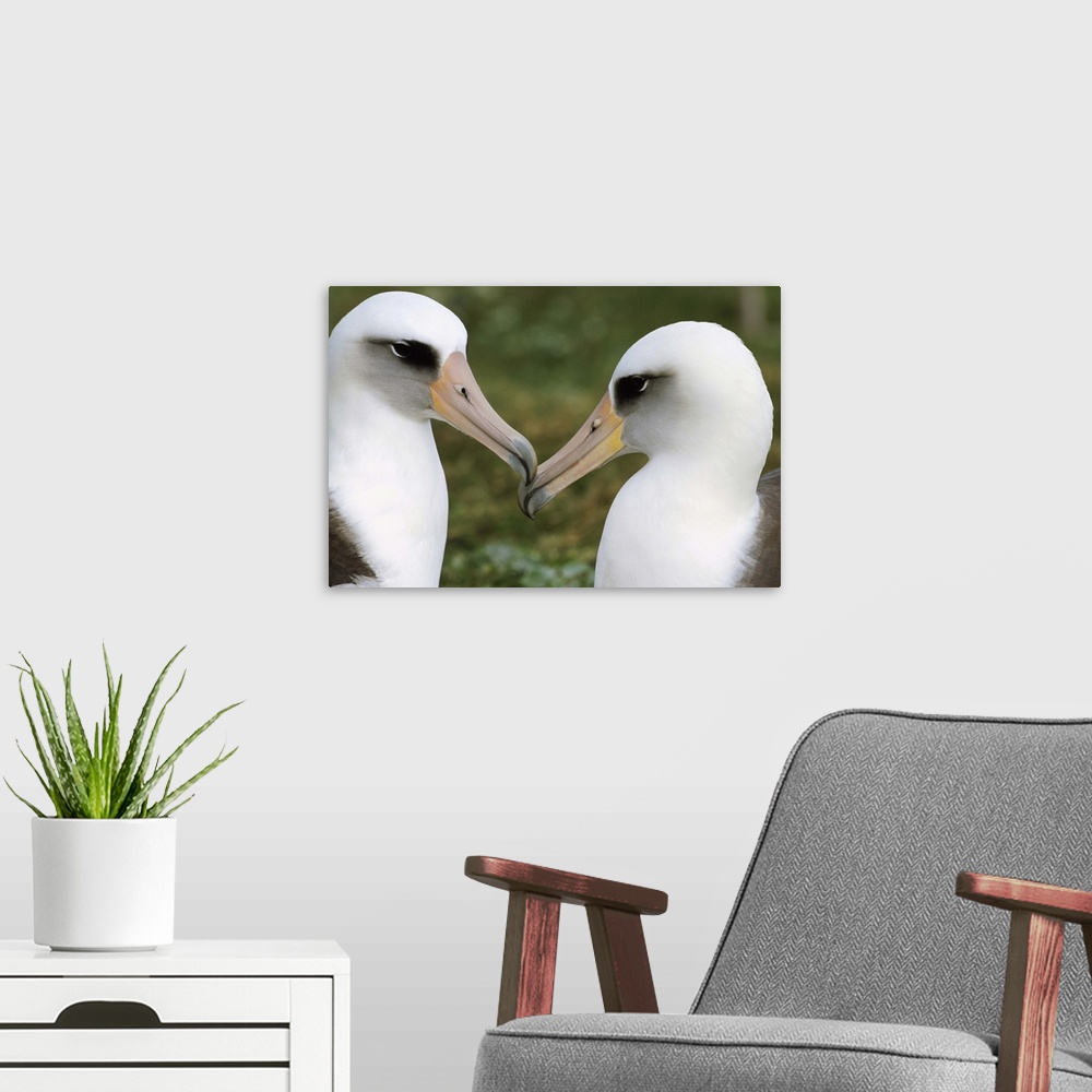 A modern room featuring Laysan Albatross (Diomedea immutabilis) pair bonding, Midway Atoll, Hawaii