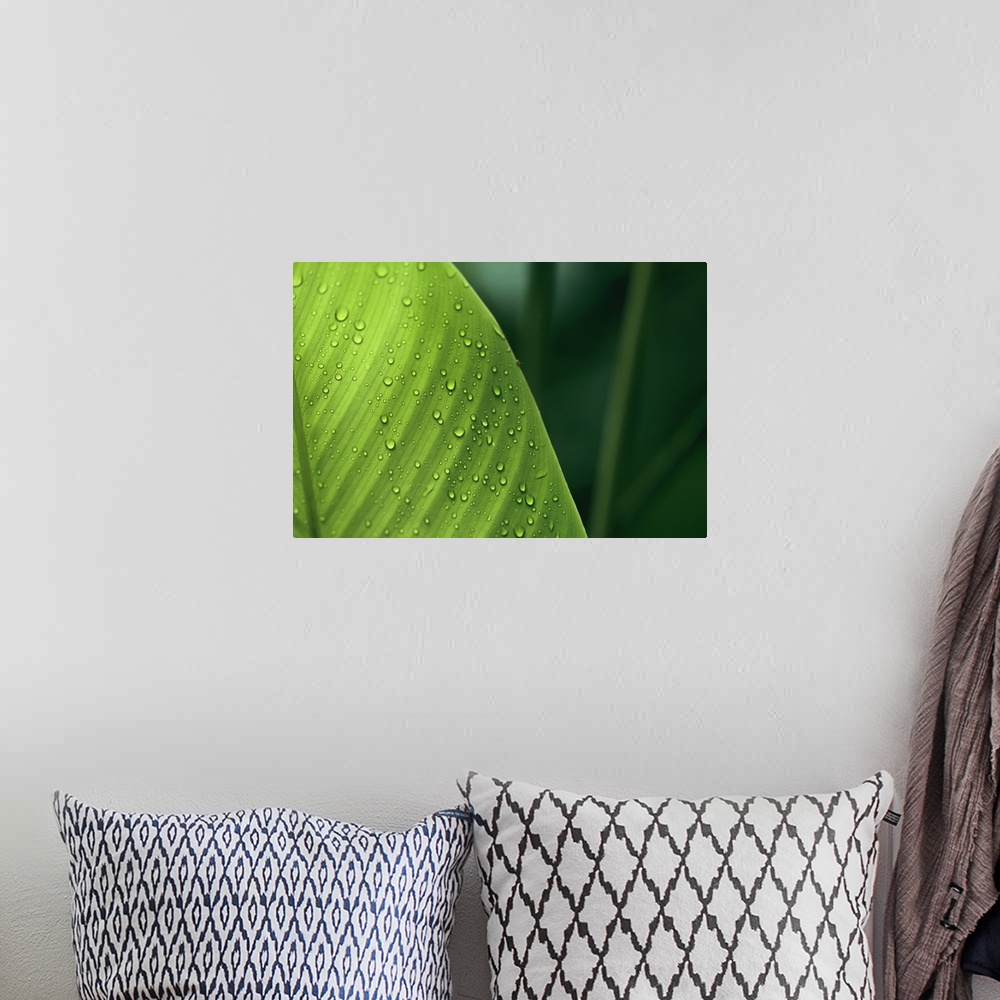 A bohemian room featuring This is a close up photograph of water collecting on a broad tropical leaf and an out of focus ba...