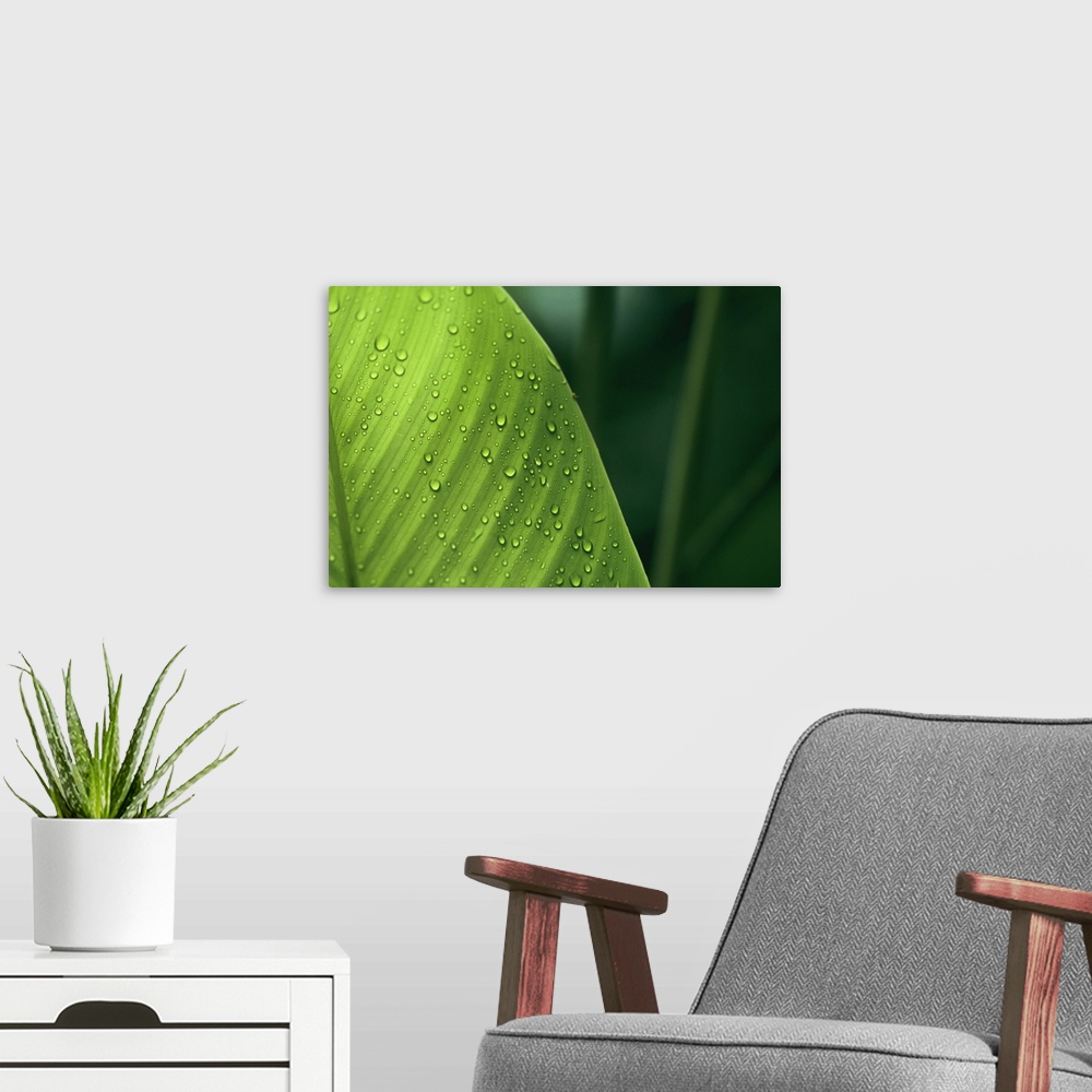 A modern room featuring This is a close up photograph of water collecting on a broad tropical leaf and an out of focus ba...