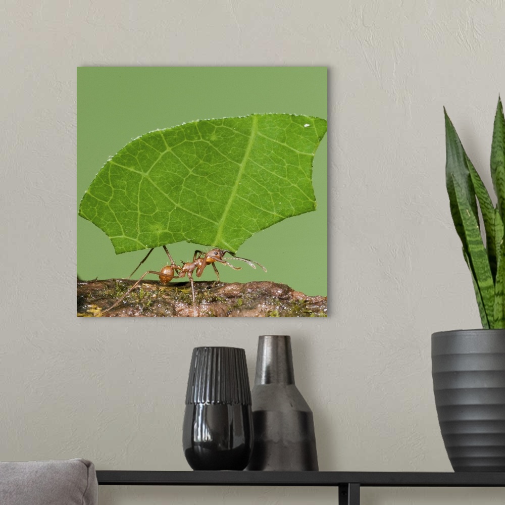 A modern room featuring leaf-cutter ants, macro, insect, costa rica,