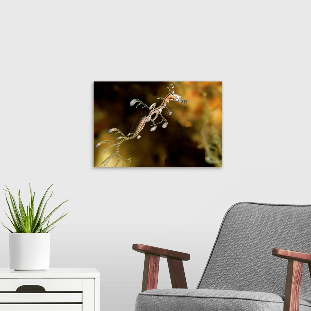 A modern room featuring Leafy Sea Dragon hatchling about a week old, Rapid Bay, South Australia, Australia