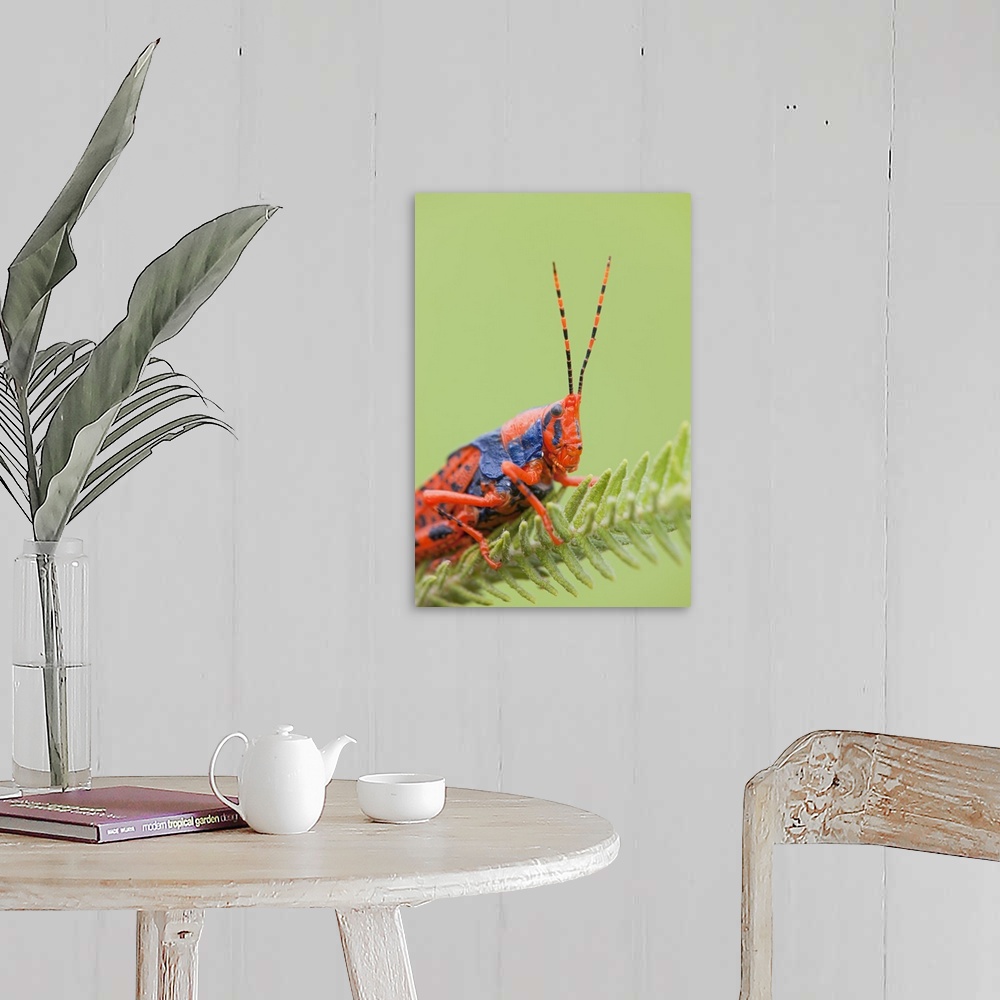 A farmhouse room featuring Leichhardt's Grasshopper (Petasida ephippigera) on Pityrodia (Pityrodia jamesii) host plant / Kak...