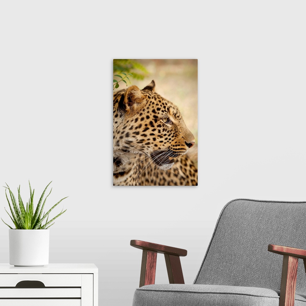 A modern room featuring An African Leopard (Panthera pardus) at the Chipangali Wildlife Orphanage in Bulawayo, Zimbabwe. ...