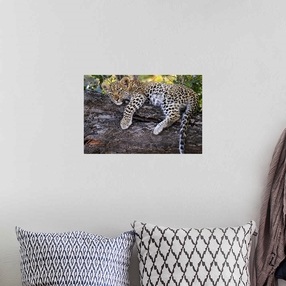 A bohemian room featuring Leopard cub resting in tree in Botswana.
