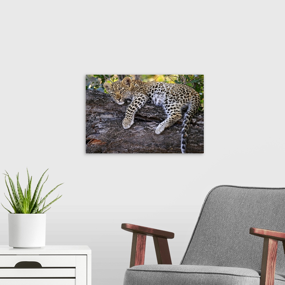 A modern room featuring Leopard cub resting in tree in Botswana.