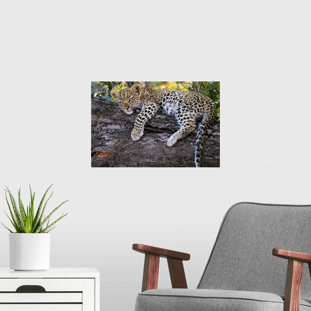 A modern room featuring Leopard cub resting in tree in Botswana.