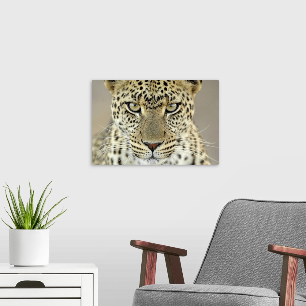 A modern room featuring Leopard (Panthera pardus) female, Serengeti National Park, Tanzania