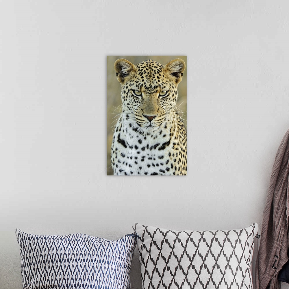 A bohemian room featuring Leopard (Panthera pardus) female, Serengeti National Park, Tanzania