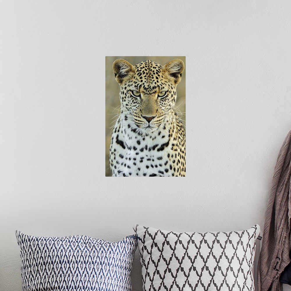 A bohemian room featuring Leopard (Panthera pardus) female, Serengeti National Park, Tanzania