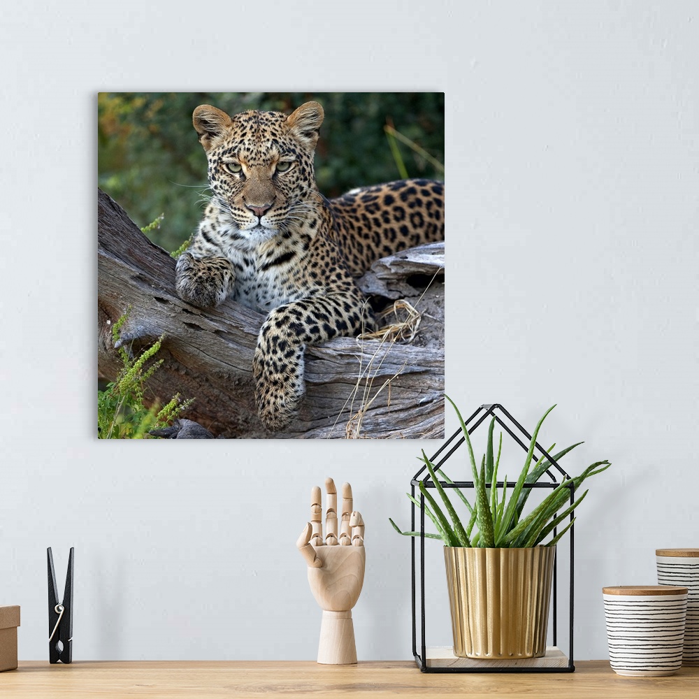 A bohemian room featuring Leopard (Panthera pardus) resting, Botswana