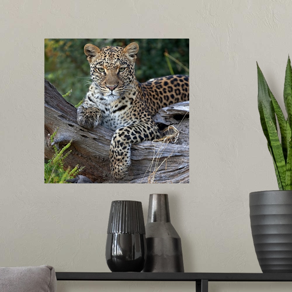A modern room featuring Leopard (Panthera pardus) resting, Botswana