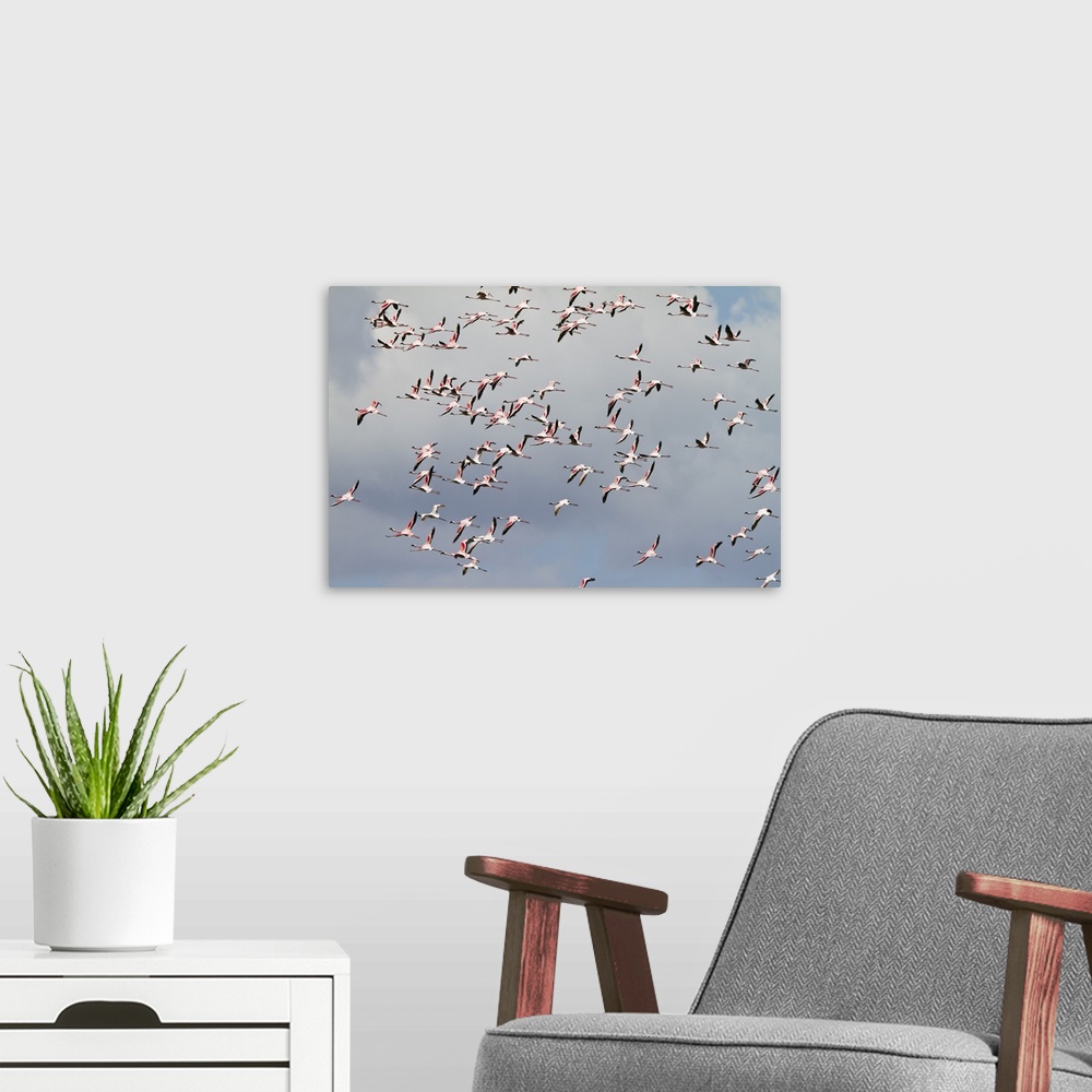 A modern room featuring Lesser Flamingo flock flying, Arusha National Park, Tanzania