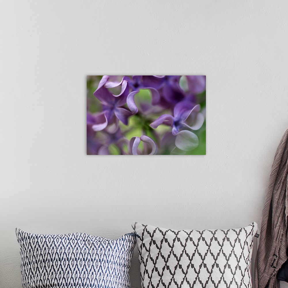 A bohemian room featuring Up-close photograph of pastel colored flowers.