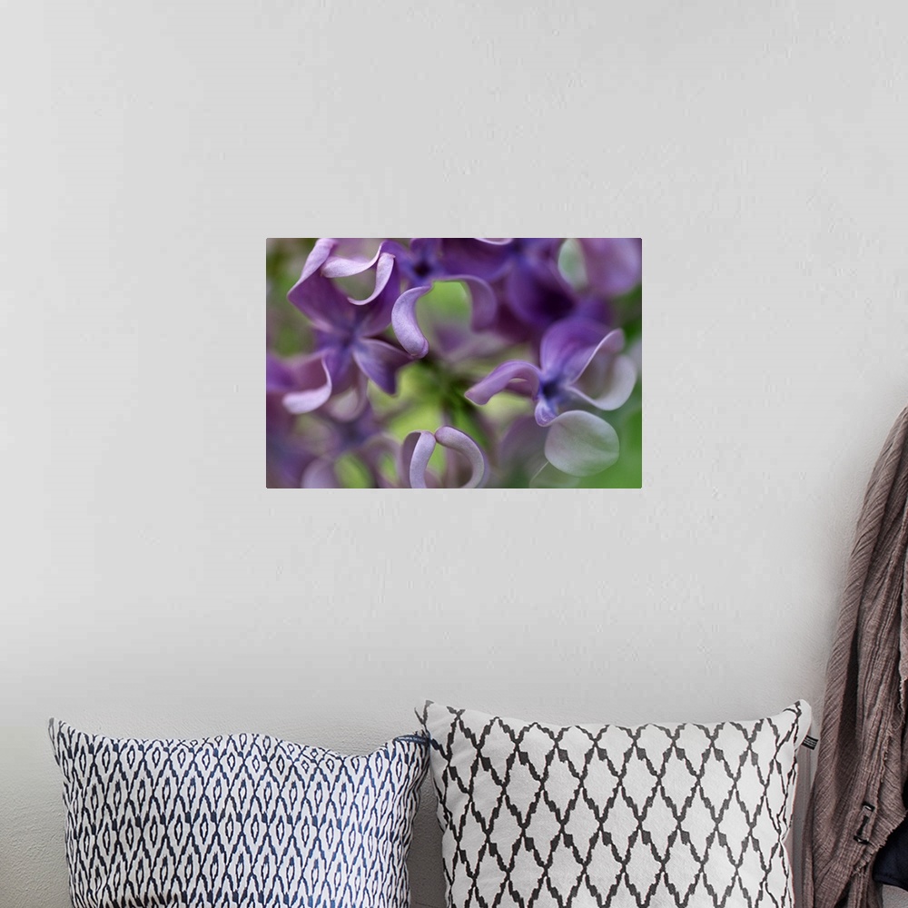 A bohemian room featuring Up-close photograph of pastel colored flowers.