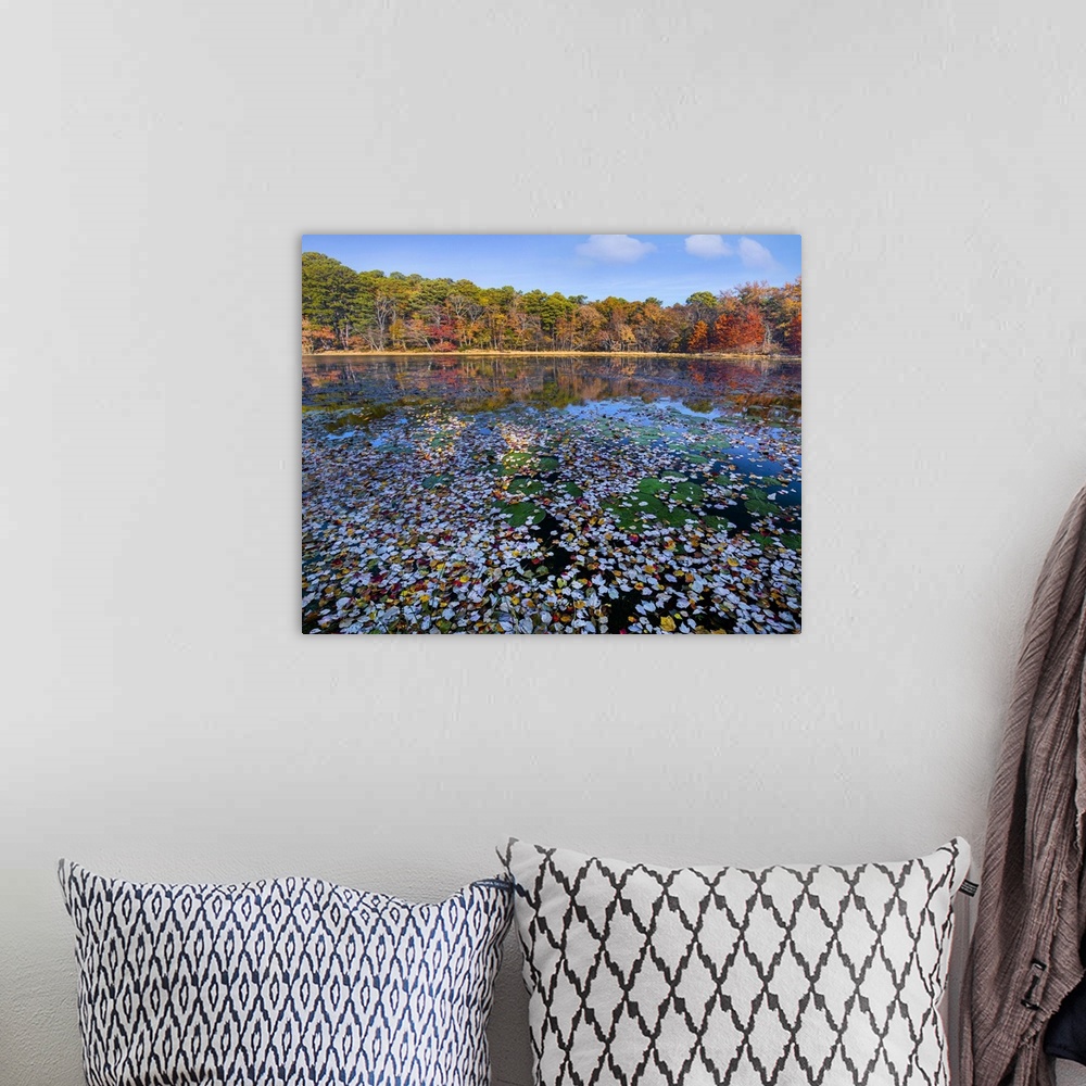 A bohemian room featuring Lily pads and autumn leaves lake, Daingerfield State Park, Texas