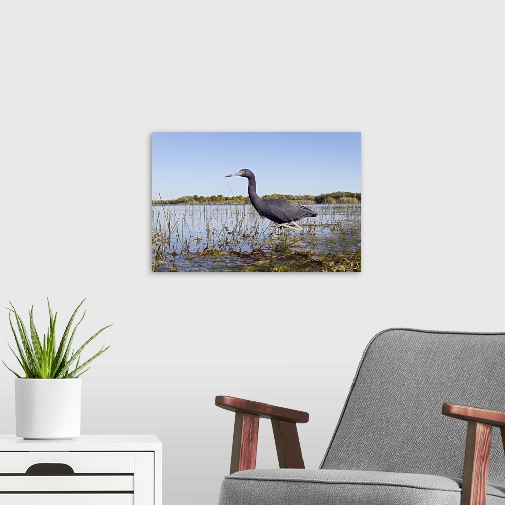 A modern room featuring Little Blue Heron (Egretta caerulea) wading, Everglades National Park, Florida