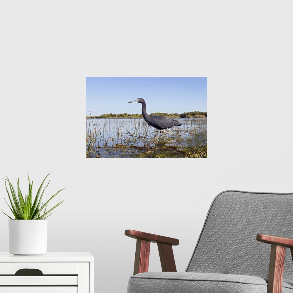 A modern room featuring Little Blue Heron (Egretta caerulea) wading, Everglades National Park, Florida