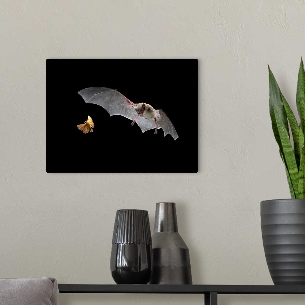 A modern room featuring Little Brown Bat (Myotis lucifugus) pursues a forest moth, the mouth is open to allow the bat to ...