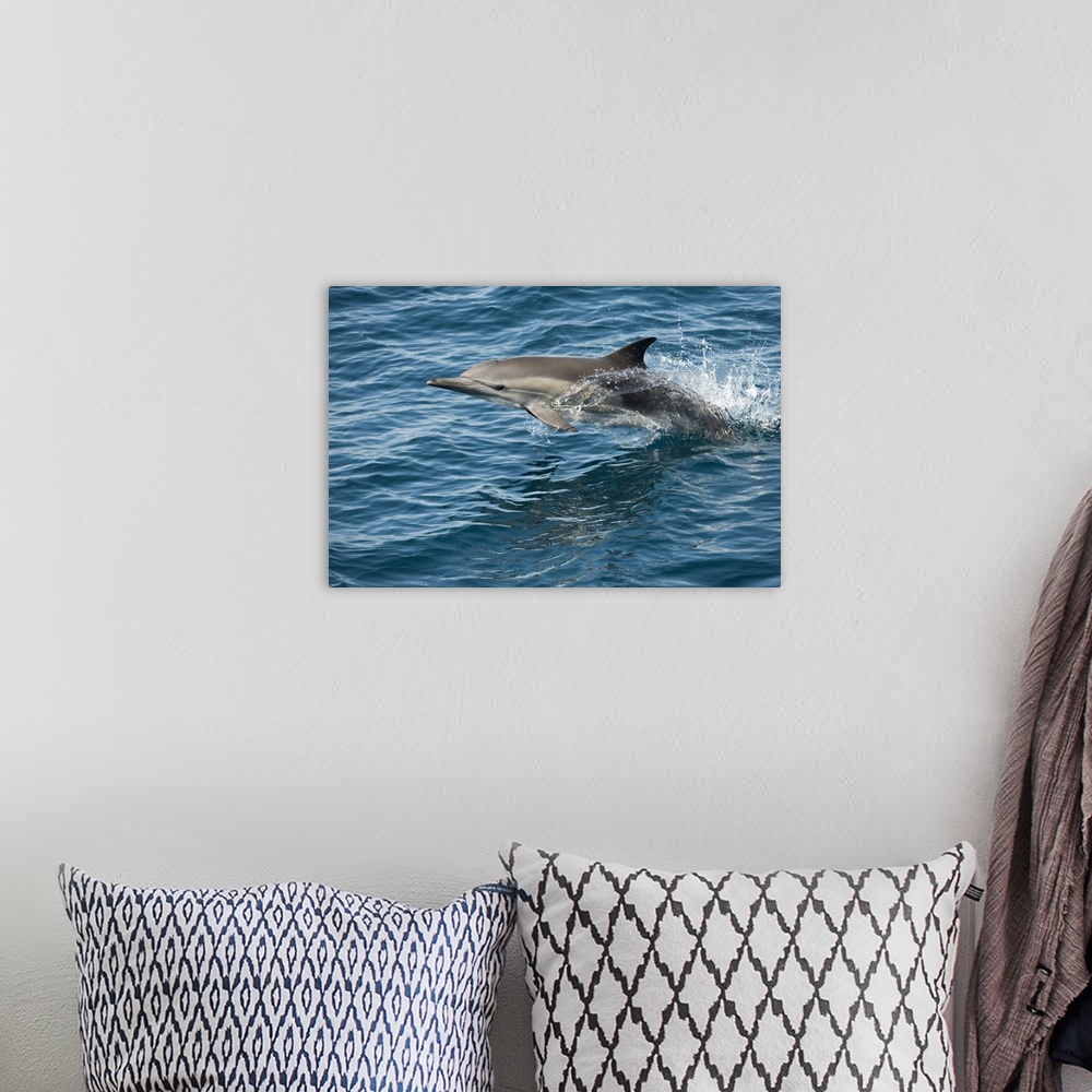 A bohemian room featuring Long-beaked Common Dolphin jumping, Baja California, Mexico