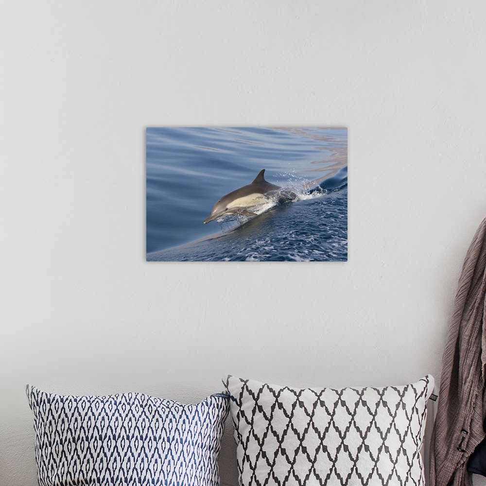 A bohemian room featuring Long-Beaked Common Dolphin Delphinus capensisBaja California, Mexico