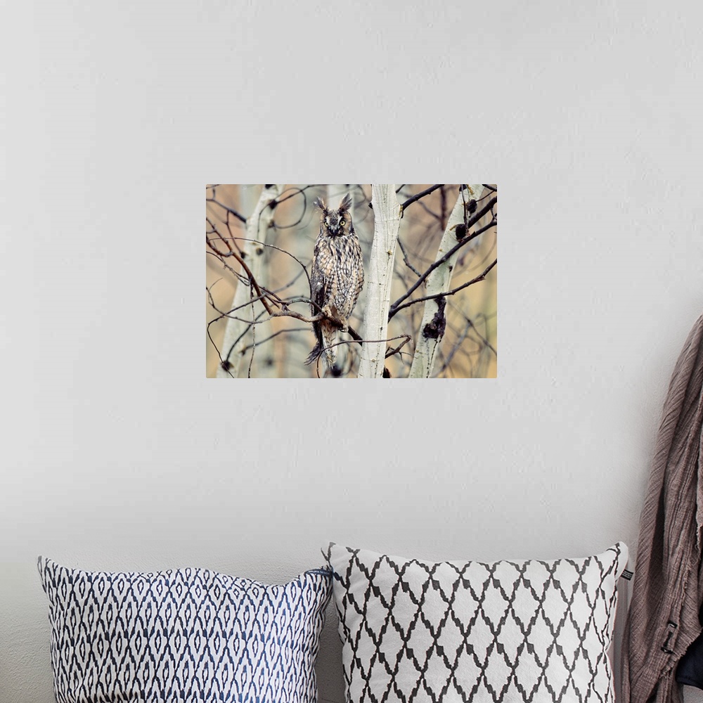 A bohemian room featuring Long-eared Owl perching in a tree, circumpolar species, British Columbia, Canada