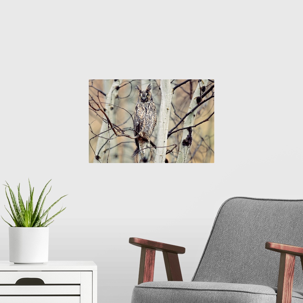 A modern room featuring Long-eared Owl perching in a tree, circumpolar species, British Columbia, Canada