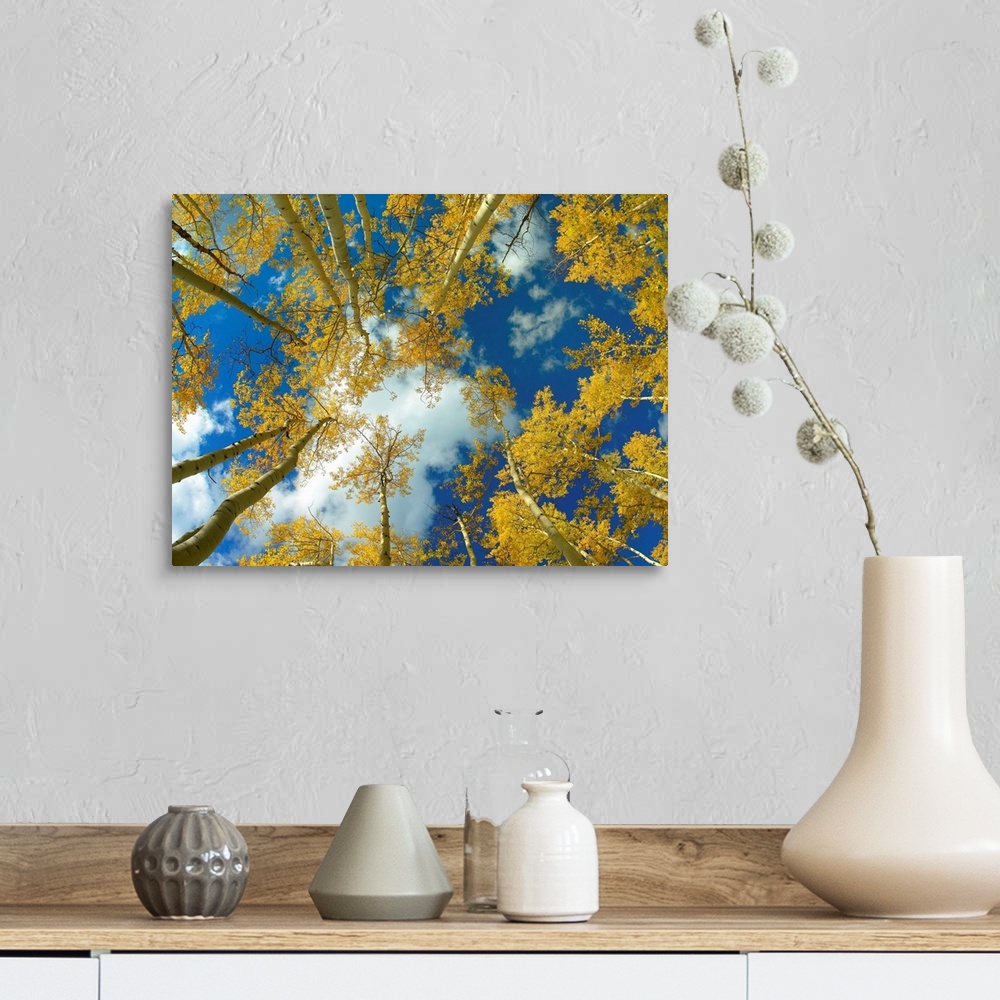 A farmhouse room featuring Big photograph looking up at a forest of Aspen trees with the sunny Colorado sky in the background.