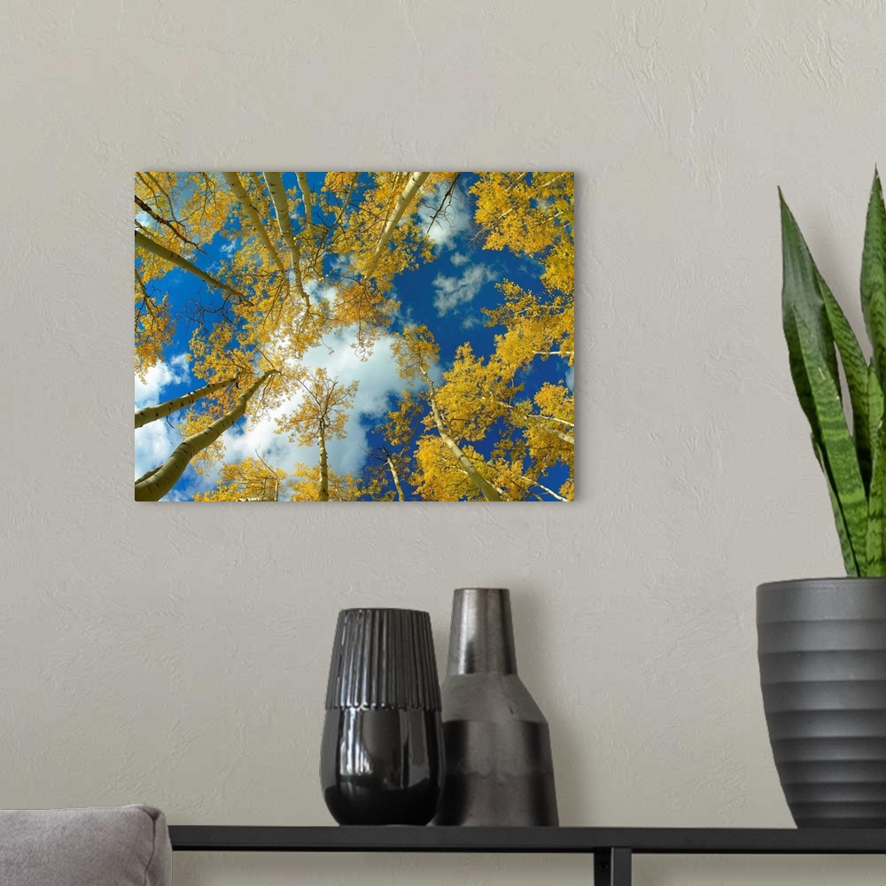 A modern room featuring Big photograph looking up at a forest of Aspen trees with the sunny Colorado sky in the background.