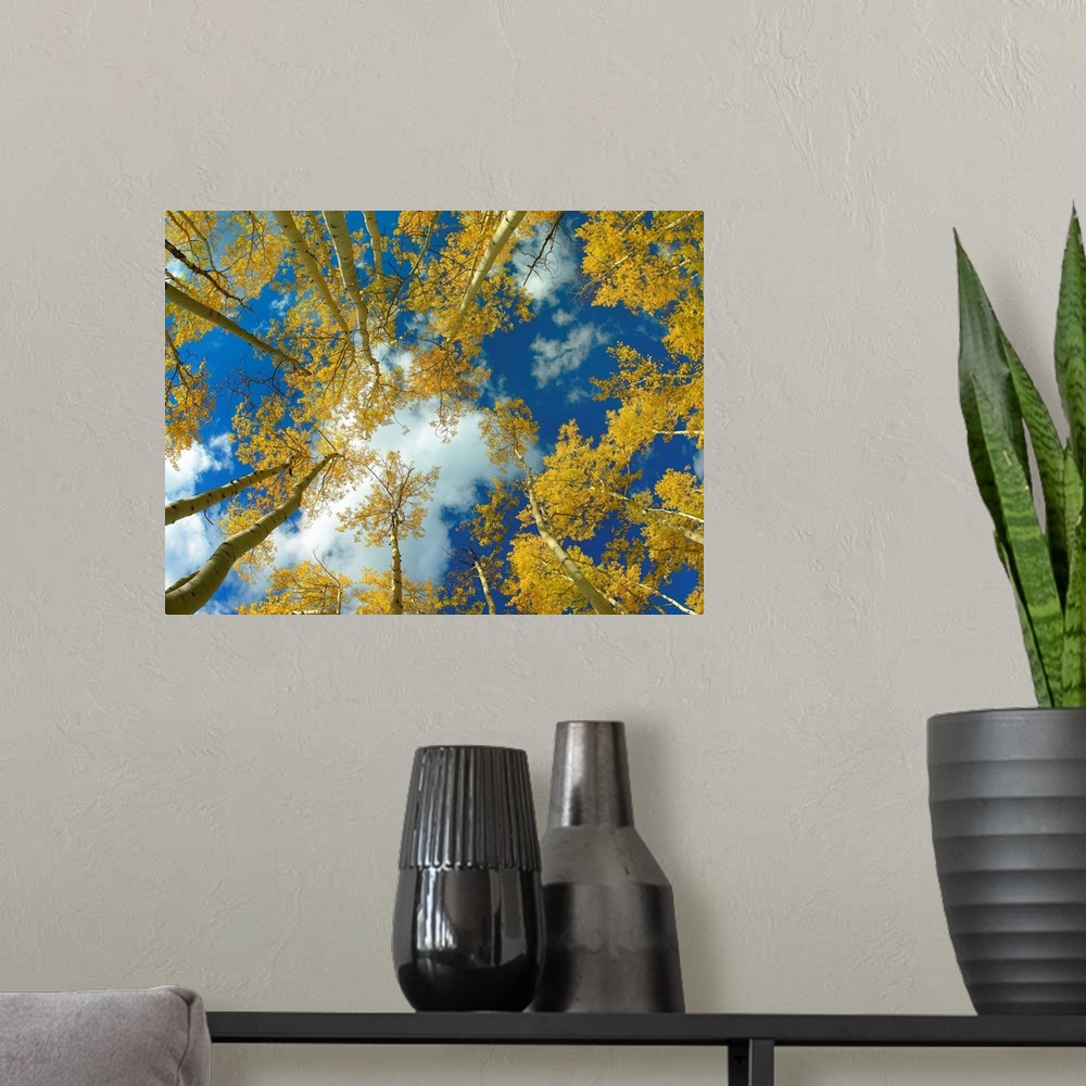 A modern room featuring Big photograph looking up at a forest of Aspen trees with the sunny Colorado sky in the background.