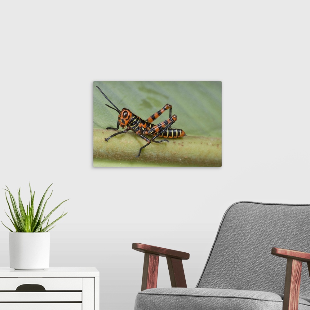 A modern room featuring grasshopper, insect, macro, costa rica
