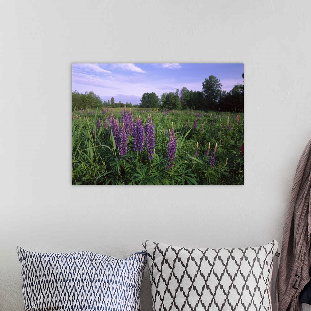A bohemian room featuring Lupine (Lupinus sp) in meadow near crescent beach, British Columbia, Canada