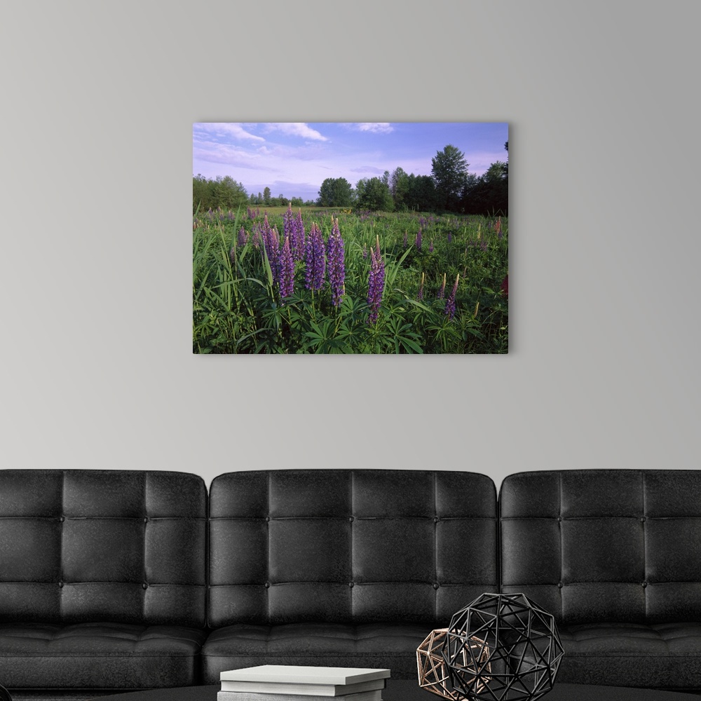 A modern room featuring Lupine (Lupinus sp) in meadow near crescent beach, British Columbia, Canada
