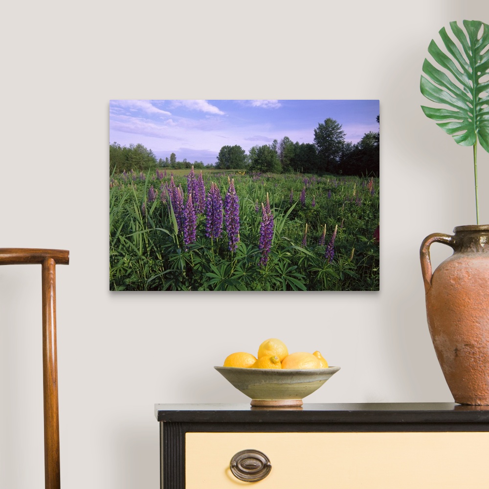 A traditional room featuring Lupine (Lupinus sp) in meadow near crescent beach, British Columbia, Canada