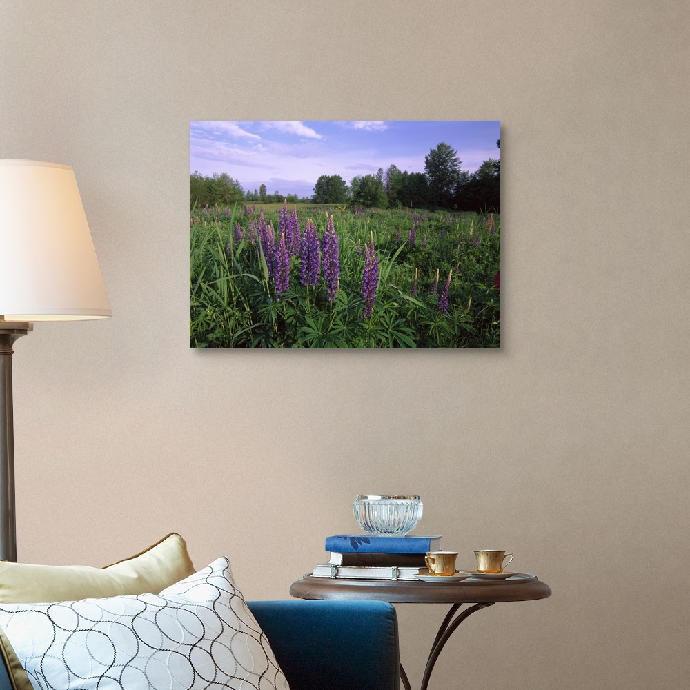 A traditional room featuring Lupine (Lupinus sp) in meadow near crescent beach, British Columbia, Canada