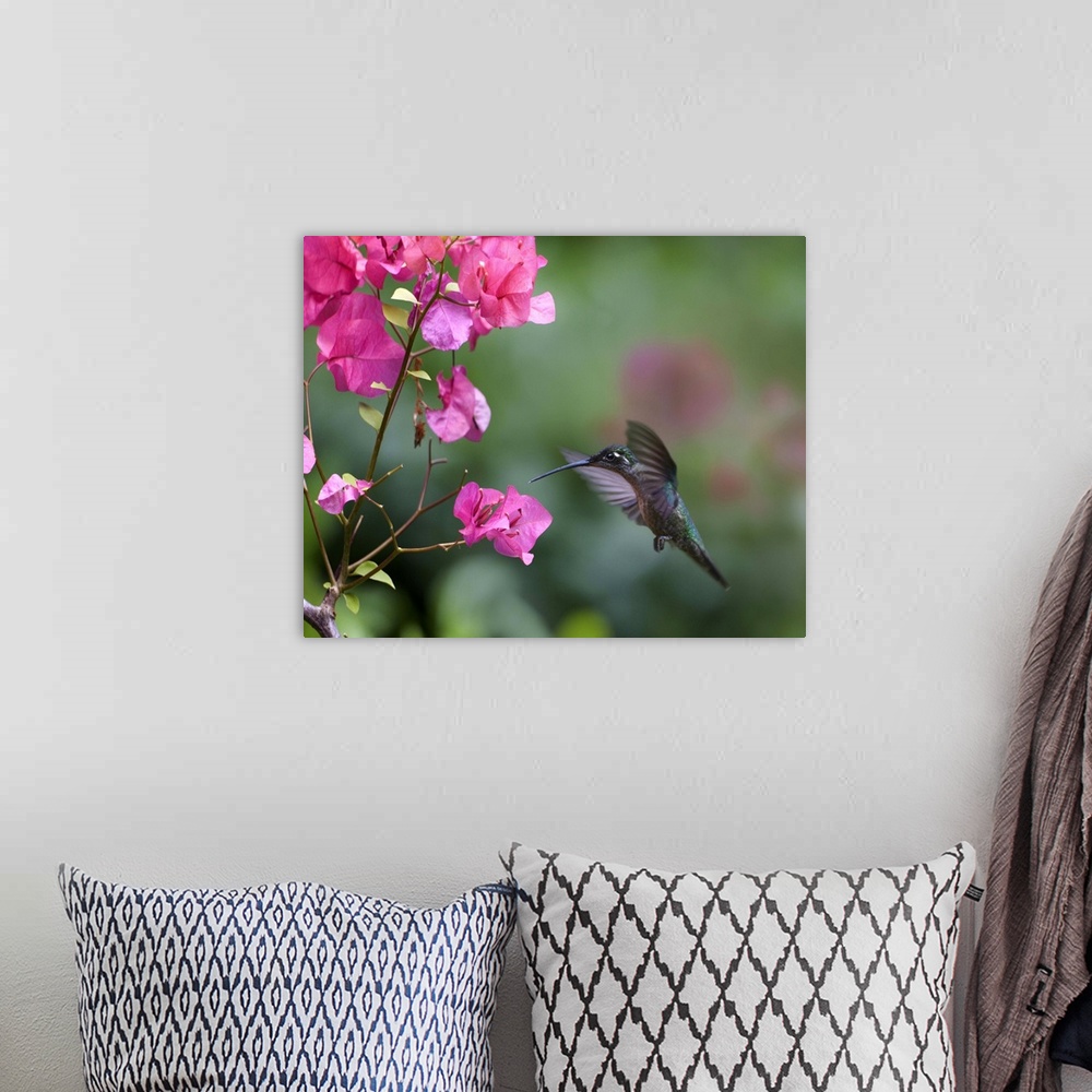 A bohemian room featuring Magnificent Hummingbird (Eugenes fulgens) female feeding at flower, Costa Rica