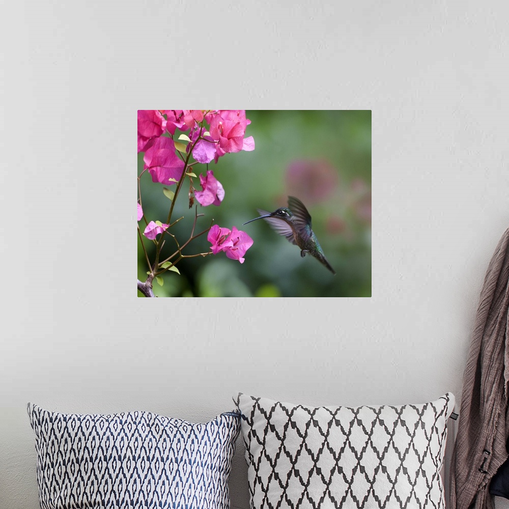 A bohemian room featuring Magnificent Hummingbird (Eugenes fulgens) female feeding at flower, Costa Rica