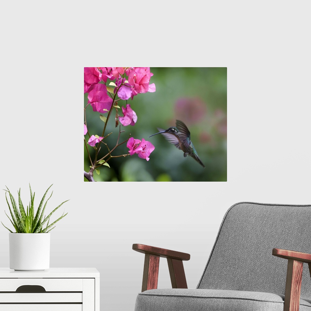 A modern room featuring Magnificent Hummingbird (Eugenes fulgens) female feeding at flower, Costa Rica