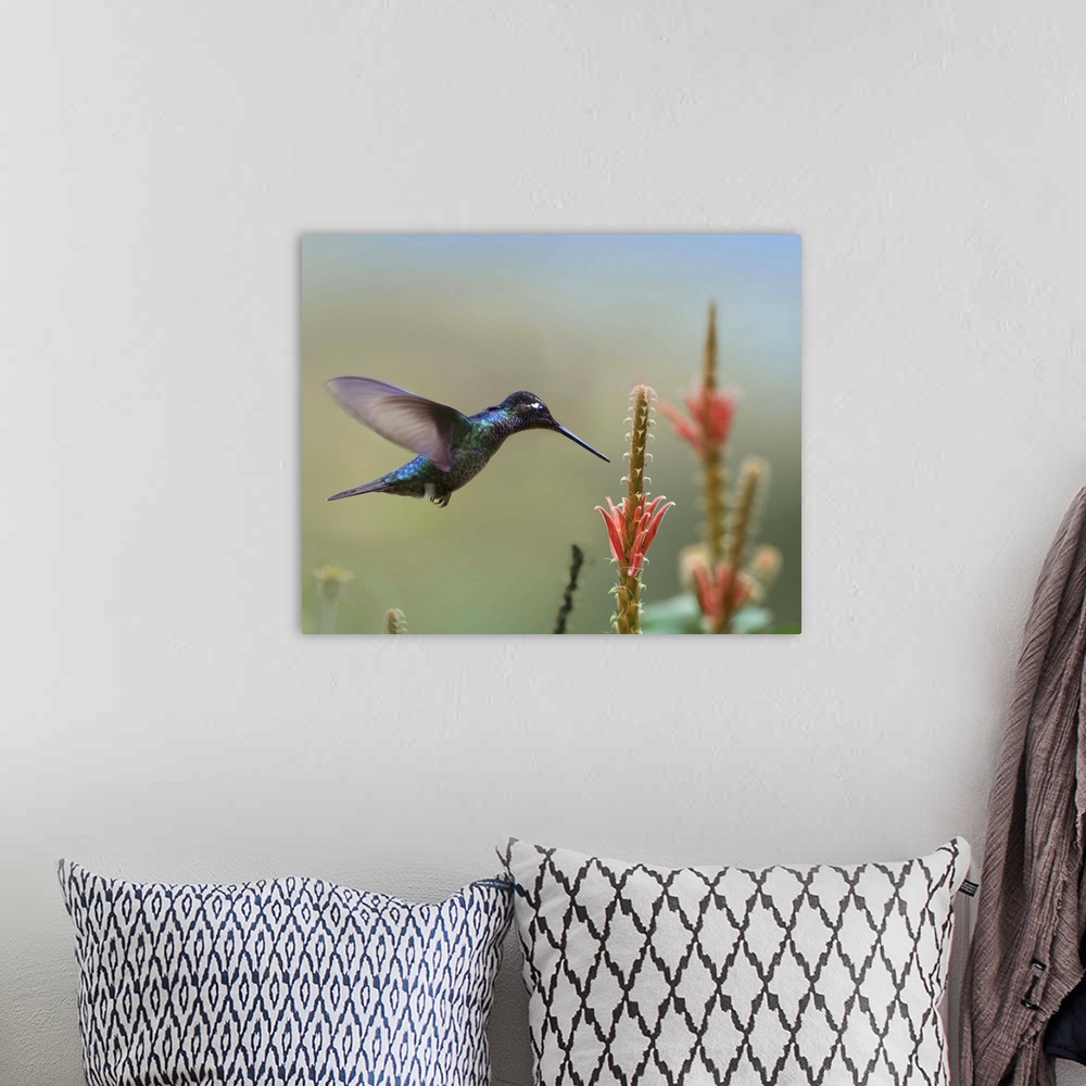 A bohemian room featuring Magnificent Hummingbird (Eugenes fulgens) male foraging, Costa Rica