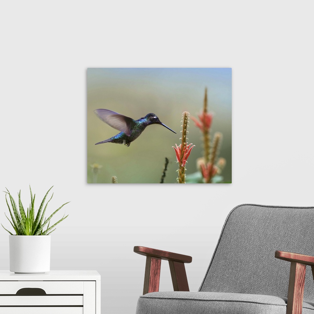 A modern room featuring Magnificent Hummingbird (Eugenes fulgens) male foraging, Costa Rica