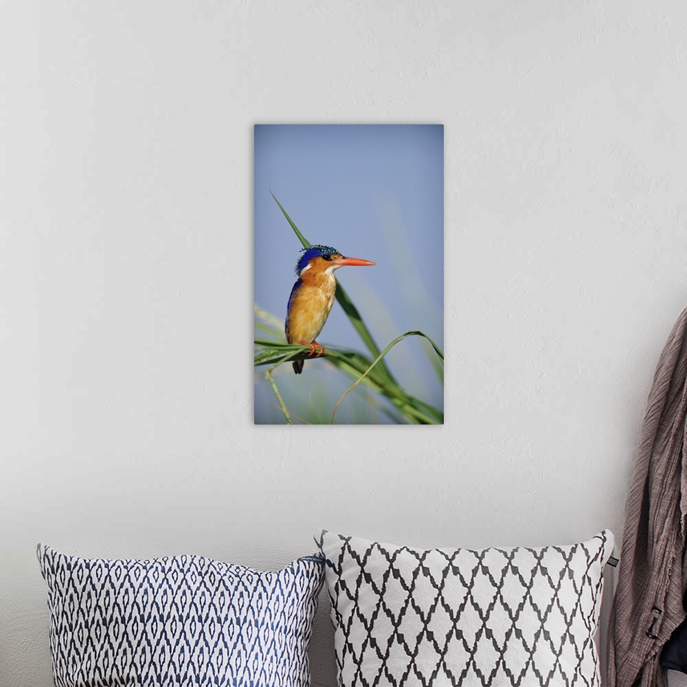 A bohemian room featuring Malachite Kingfisher (Alcedo cristata) perching on reeds, Kenya