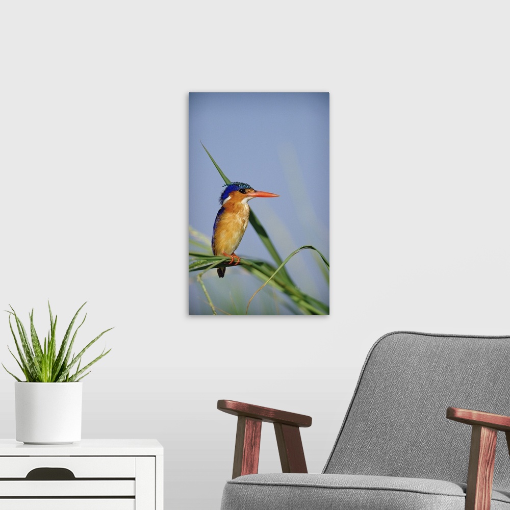 A modern room featuring Malachite Kingfisher (Alcedo cristata) perching on reeds, Kenya