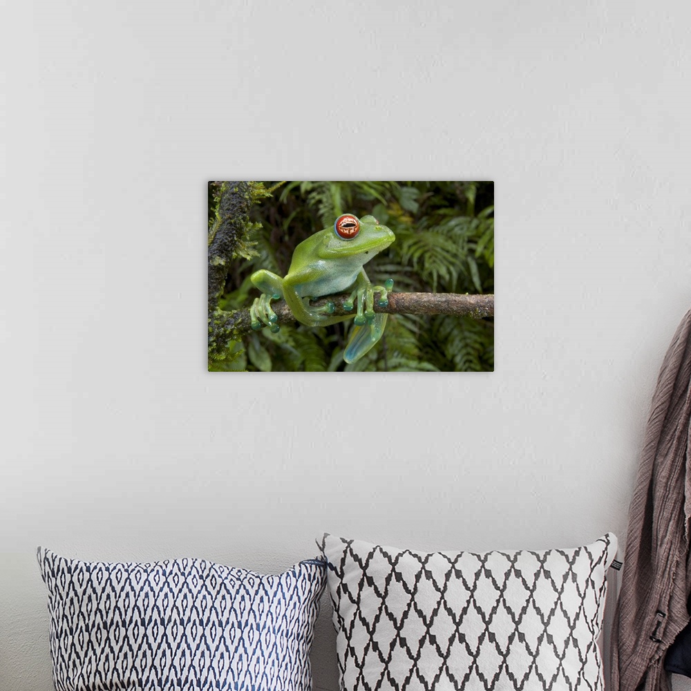A bohemian room featuring Malagasy Web-footed Frog (Boophis luteus) clinging to limb, Madagascar
