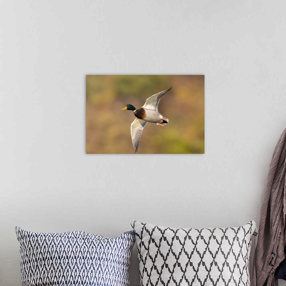 A bohemian room featuring mallard (Anus platyrhynchos), Flight, Kellogg Bird Sanctuary, MI