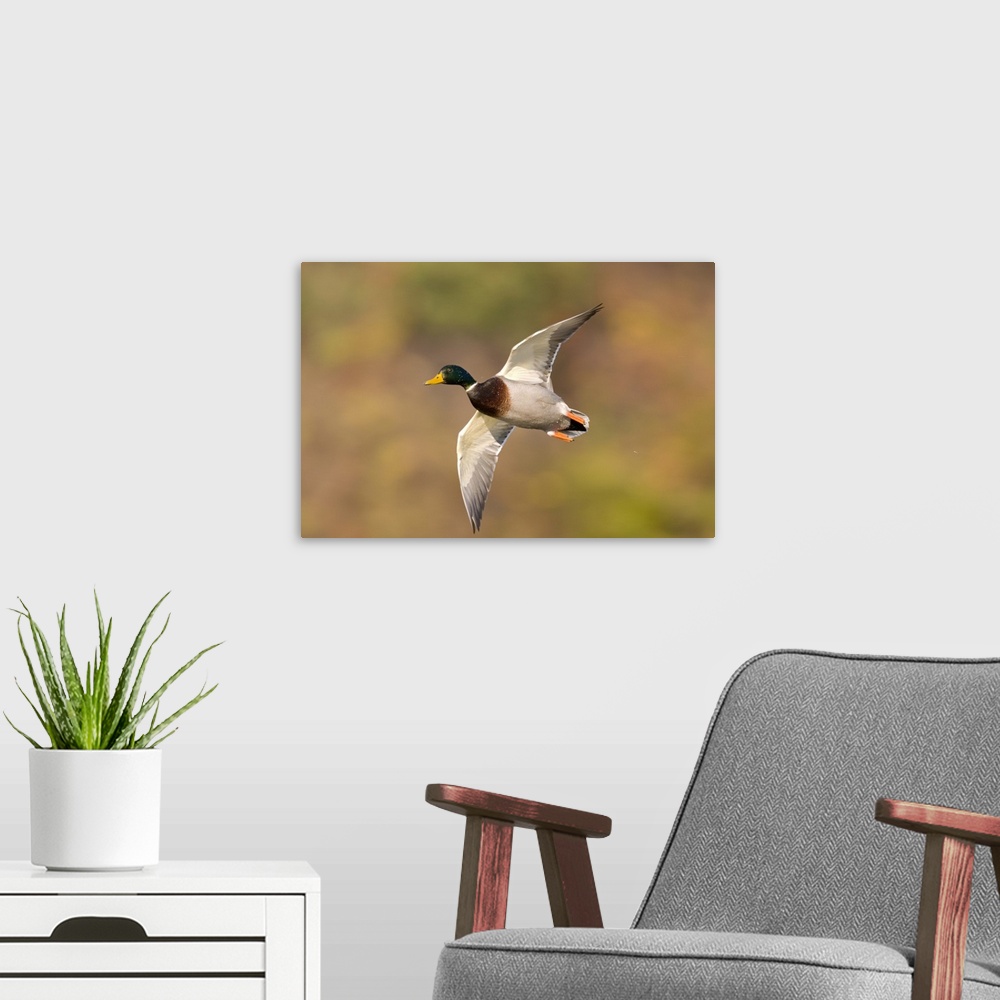 A modern room featuring mallard (Anus platyrhynchos), Flight, Kellogg Bird Sanctuary, MI