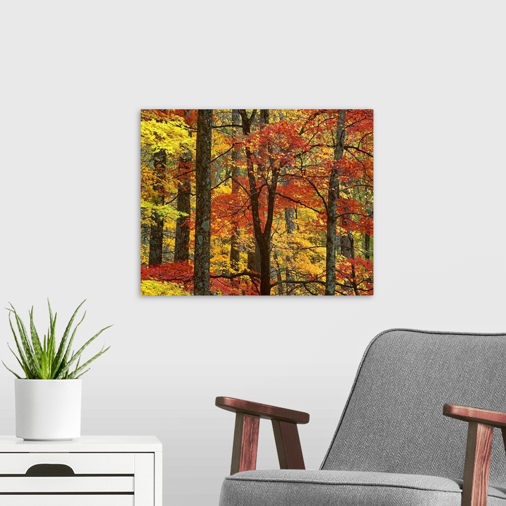 A modern room featuring Maple (Acer sp) trees in autumn, Great Smoky Mountains National Park, Tennessee