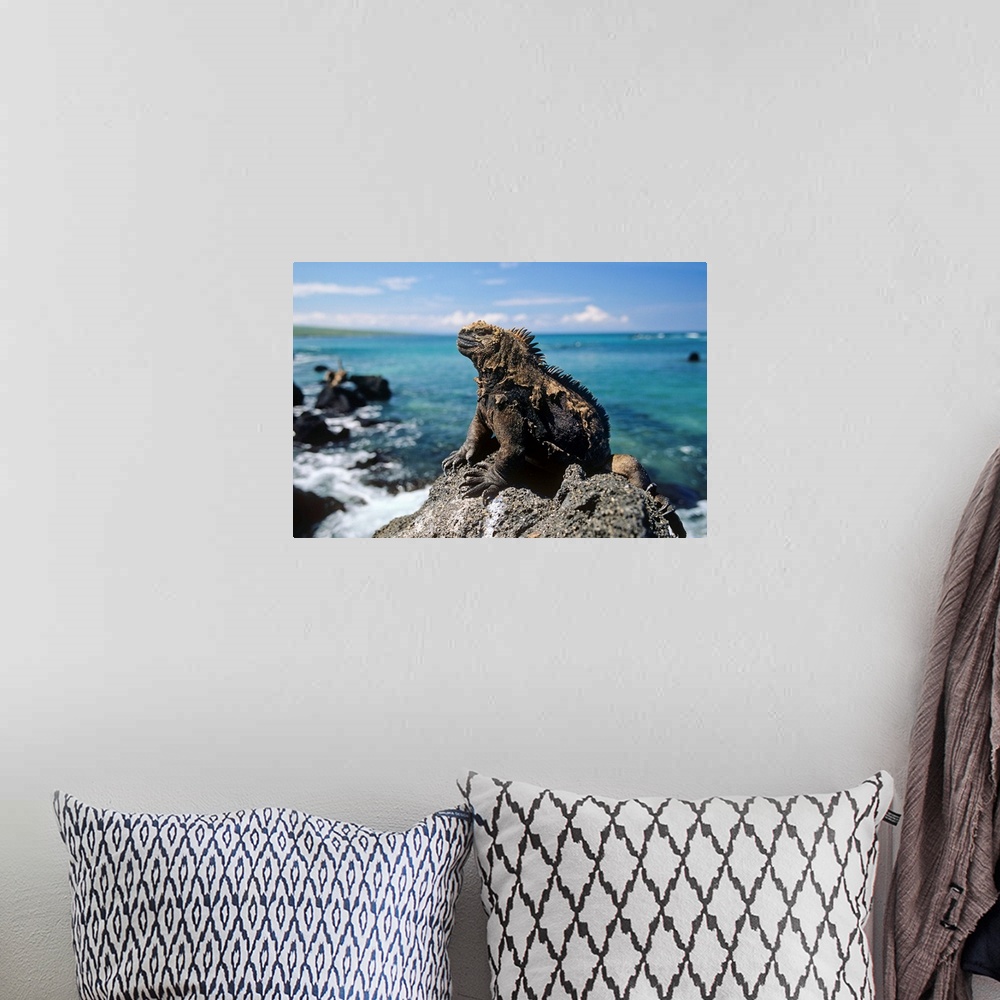 A bohemian room featuring Marine Iguana basking on coastal rocks, Isabella Island, Galapagos Islands, Ecuador